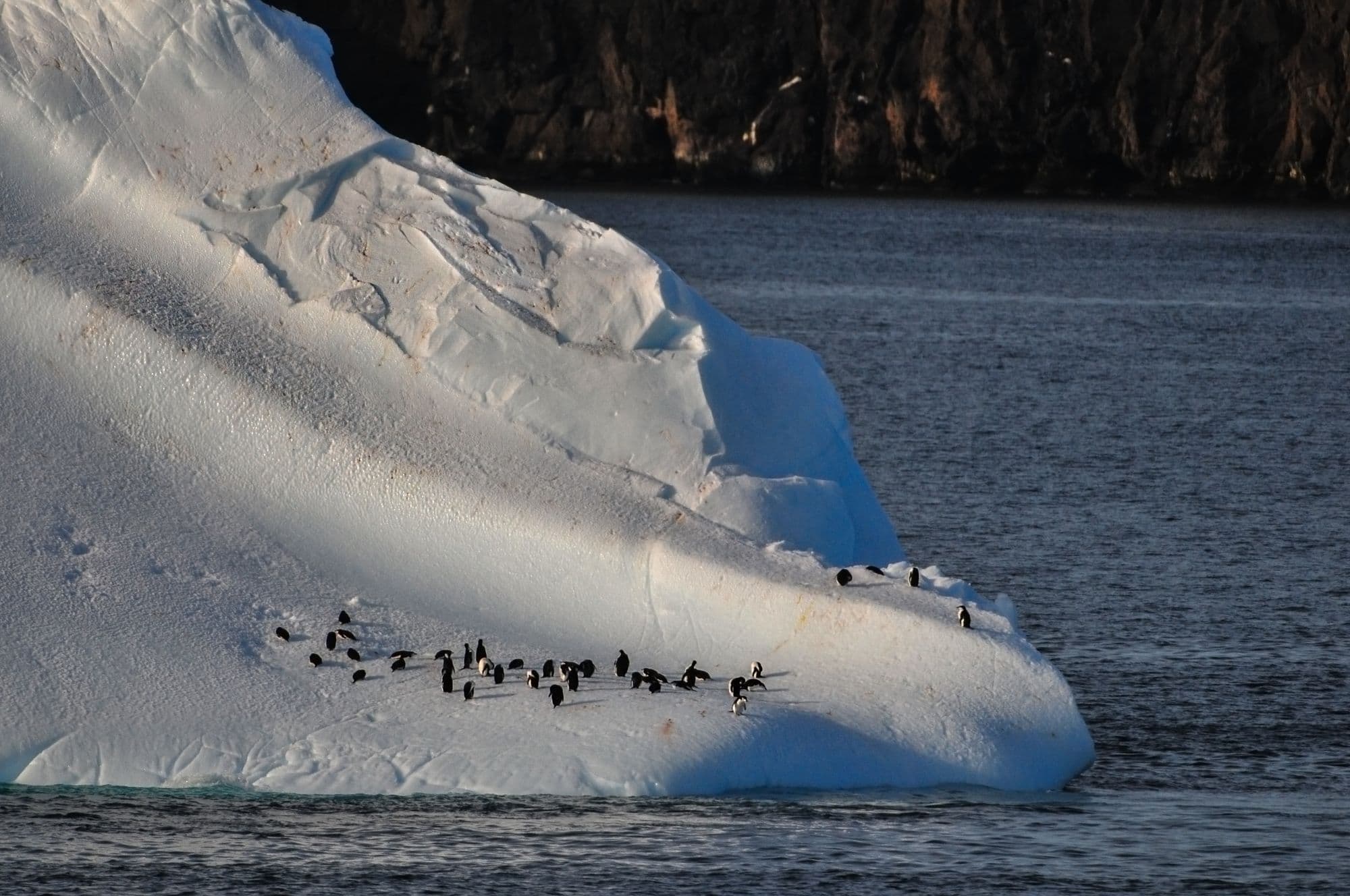 Пингвины Адели на дрейфующем айсберге в водах Антарктики