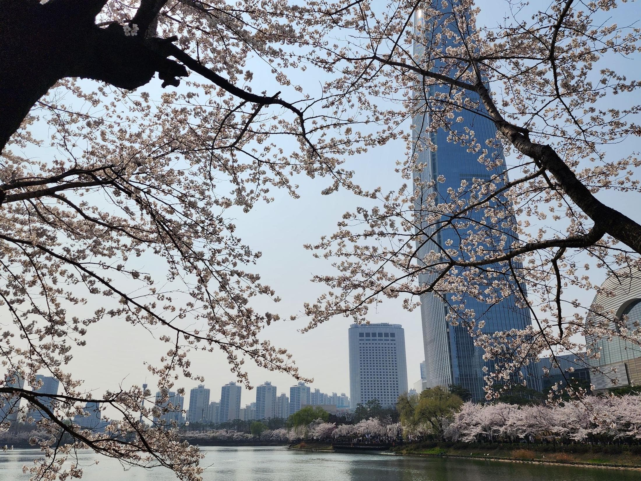 Ветви цветущей сакуры, озеро и башня Lotte World Tower, Сеул